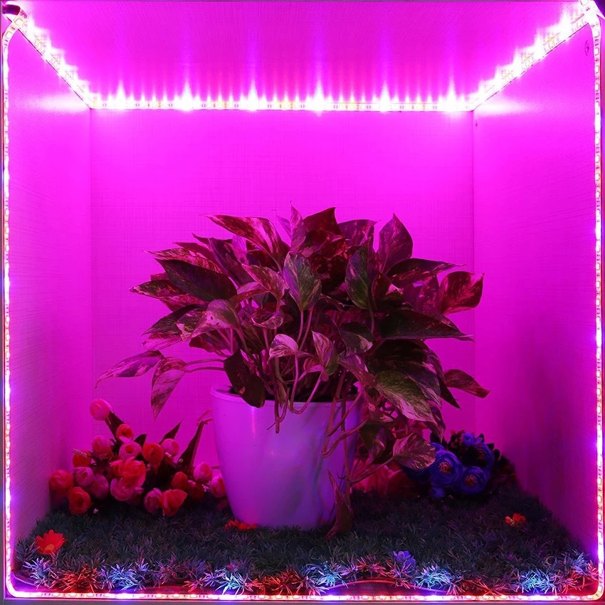 Potted plants under purple strip lighting.